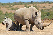 A white rhino cow standing close beside her calf